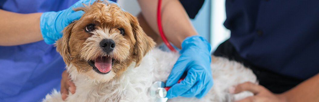 Advanced VetCare Veterinary Centre (Balestier)2