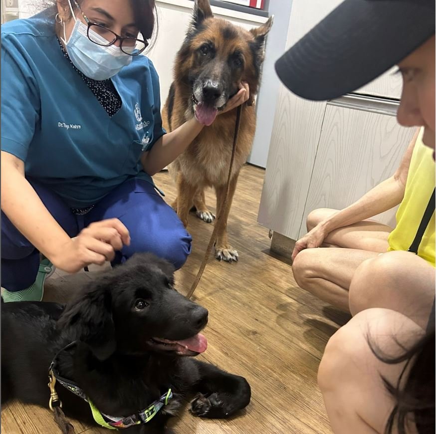 EverVet Veterinary Clinic (Bedok)4