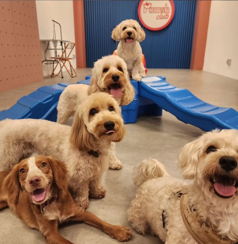 Pawsh Club1