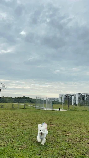 TampinesBoulevardPark(Google)Nyein Ei 2025
