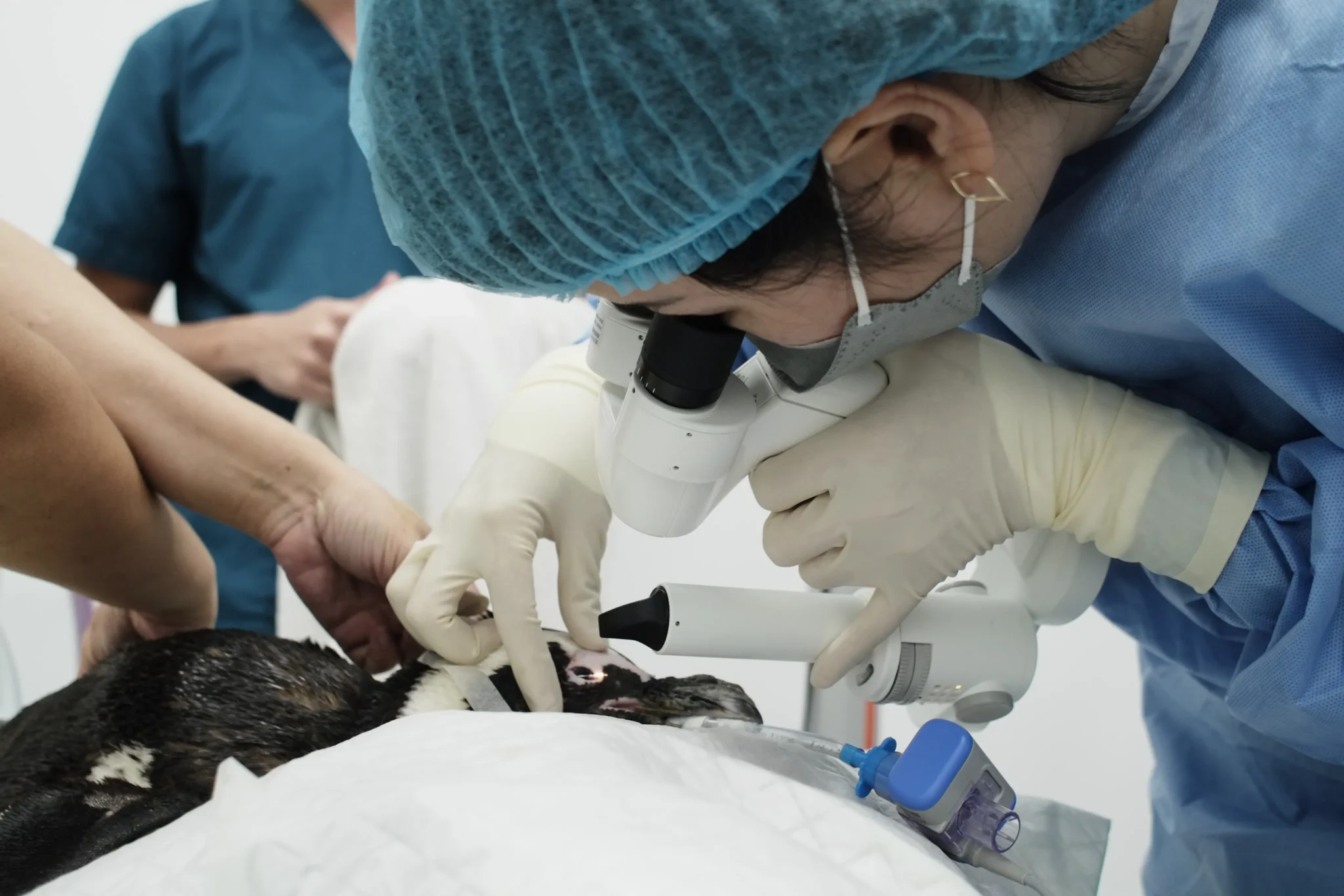 The Eye Specialist For Animals