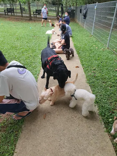 YishunParkDogRun(Google)Eve Huang 2022(1)