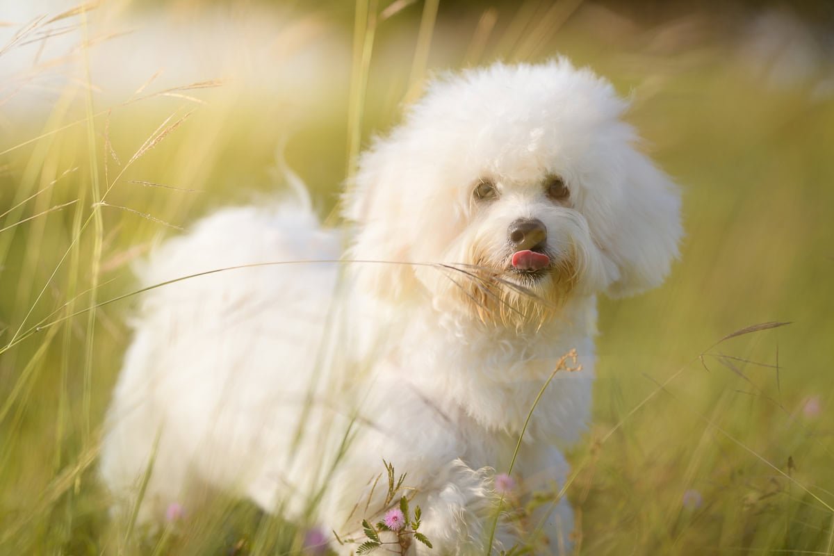Andy Chua Photography1