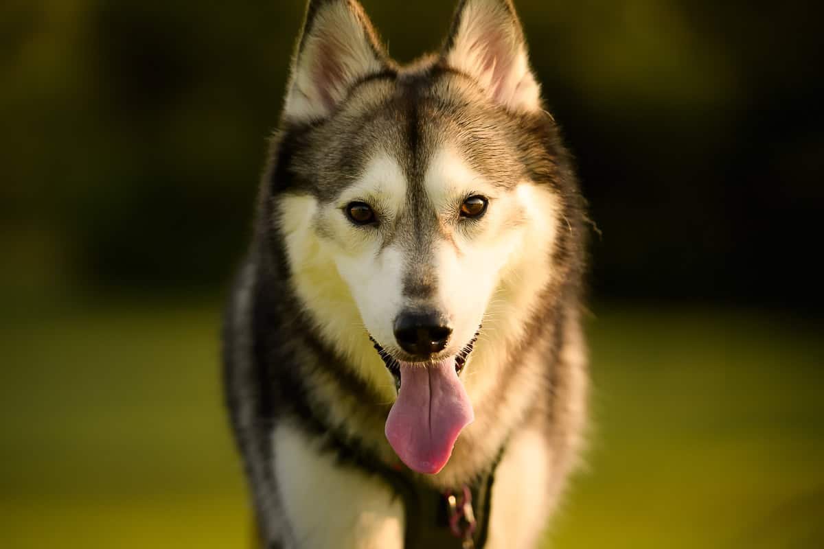 Andy Chua Photography2