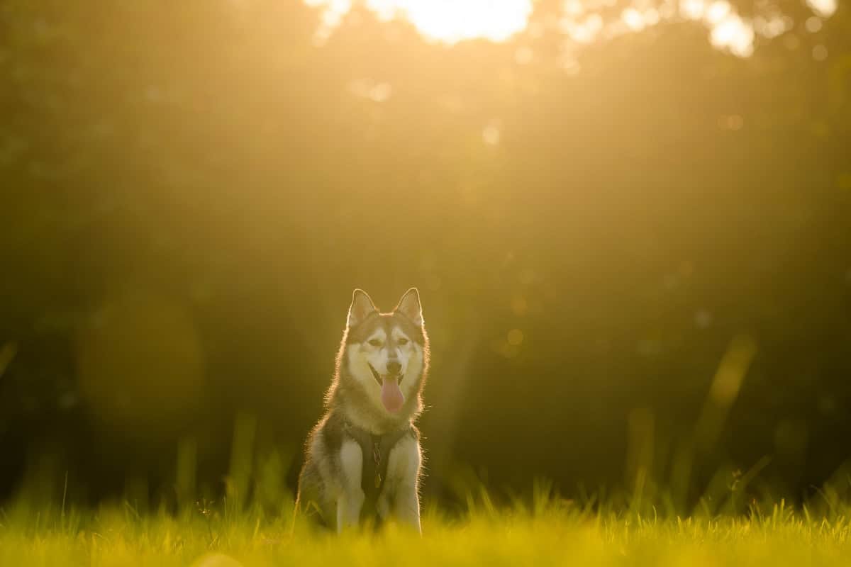 Andy Chua Photography3