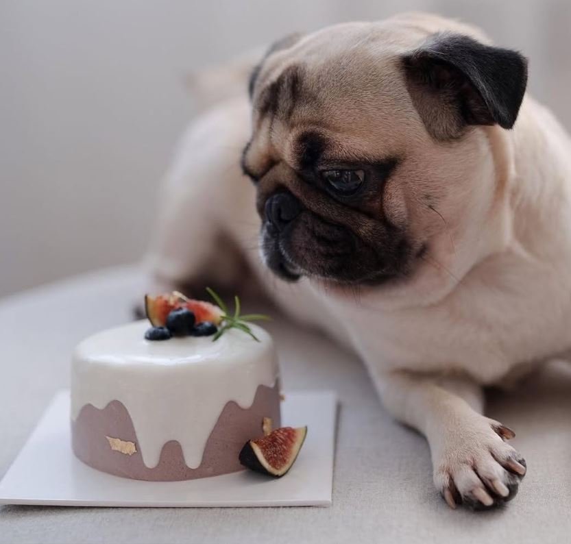 Hej Pet Cakes by Ola’s Favourite1