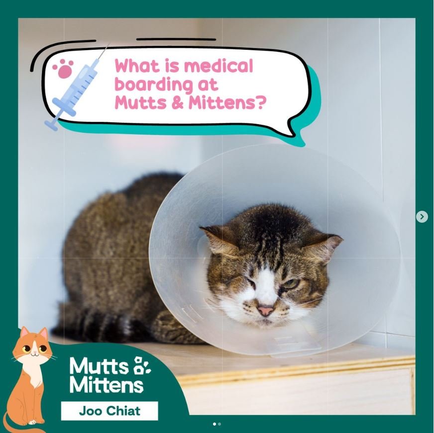 Mutts & Mittens Active Joo Chiat (Cats)