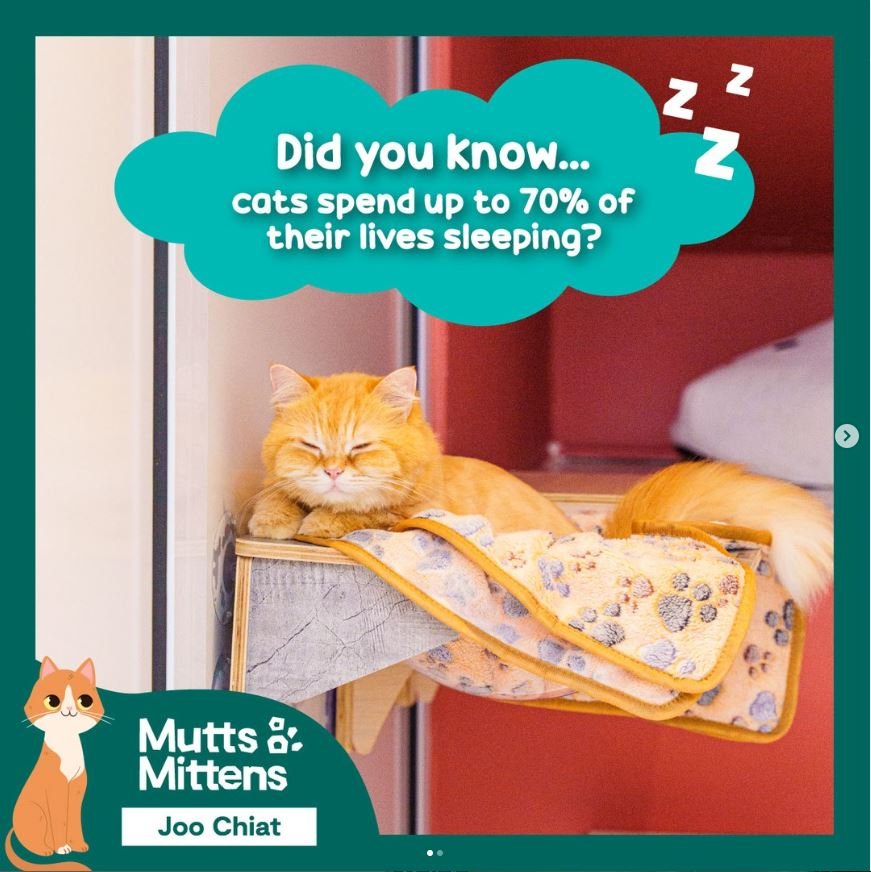 Mutts & Mittens Active Joo Chiat (Cats)1
