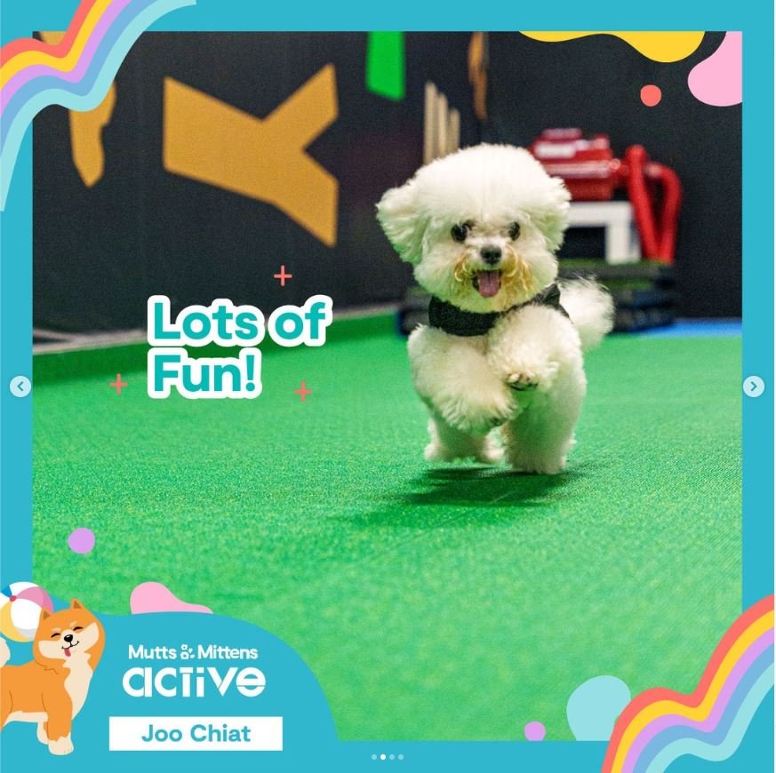 Mutts & Mittens Active Joo Chiat (Dogs)1