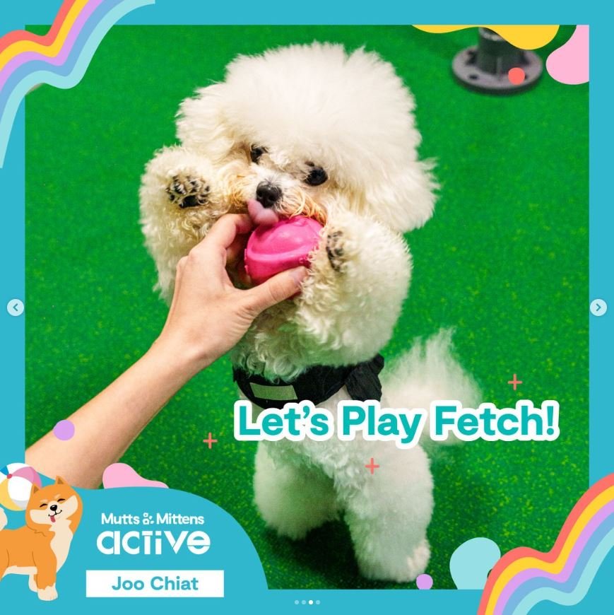 Mutts & Mittens Active Joo Chiat (Dogs)2