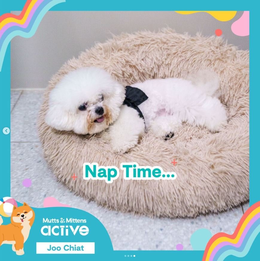 Mutts & Mittens Active Joo Chiat (Dogs)3