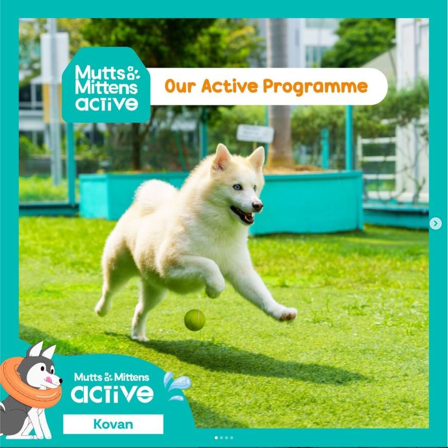 Mutts & Mittens Active Kovan1