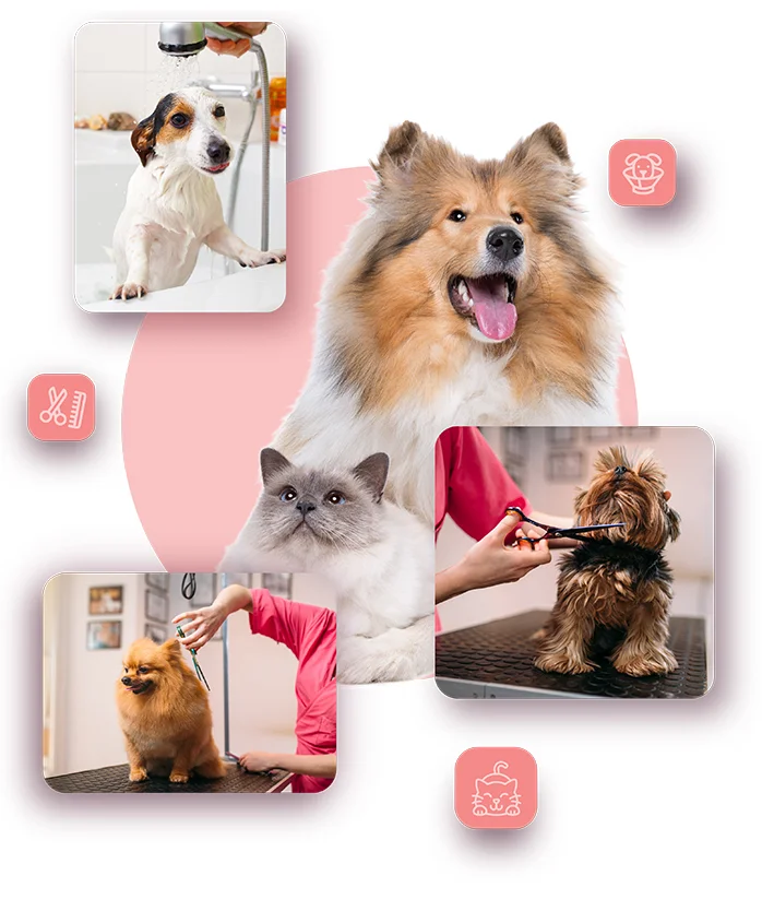 The Pet Workshop Tampines Telepark2