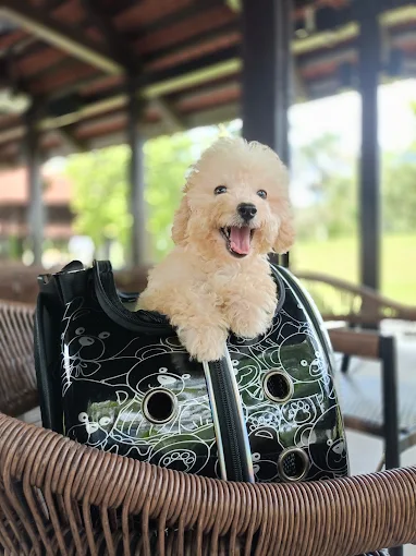 The Bark Cafe2