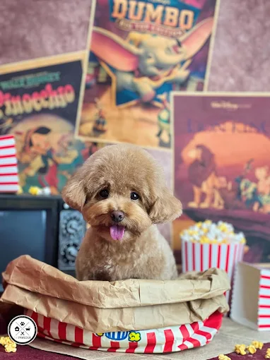 The Pawlour (Hougang)