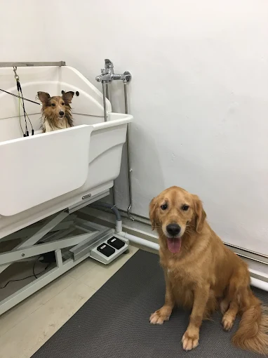 The Pawlour (Hougang)1