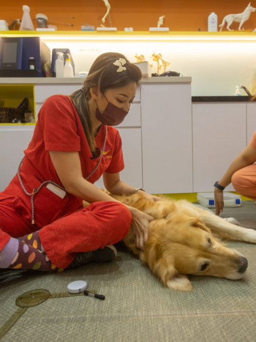 RehabVet Clinic2
