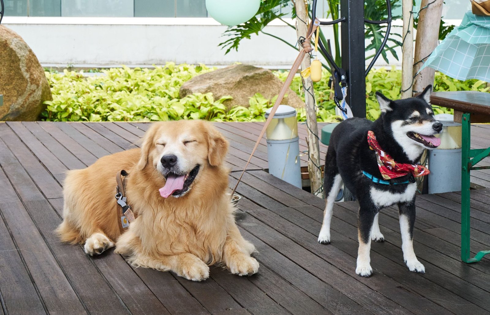 Professional pet daycare in Singapore for daily care and engagement