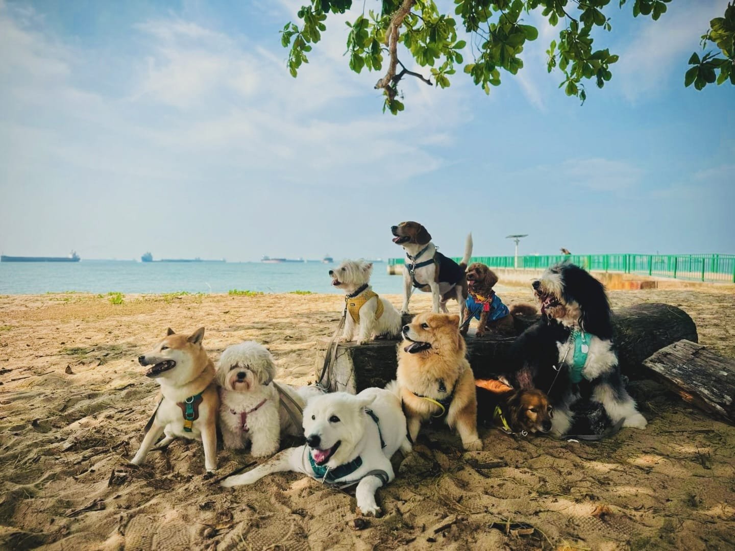 Doggie Retreat