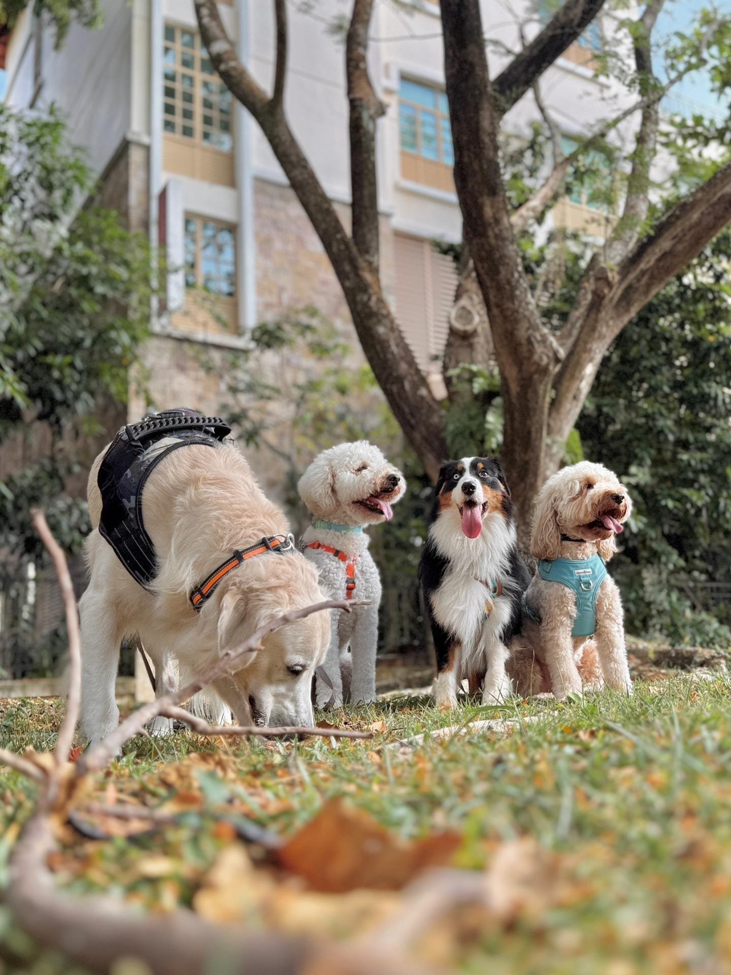 Doggie Retreat1
