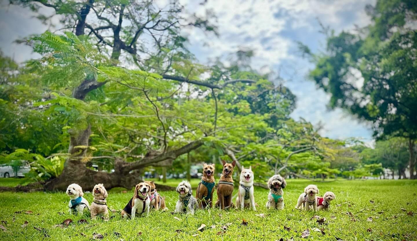Doggie Retreat3