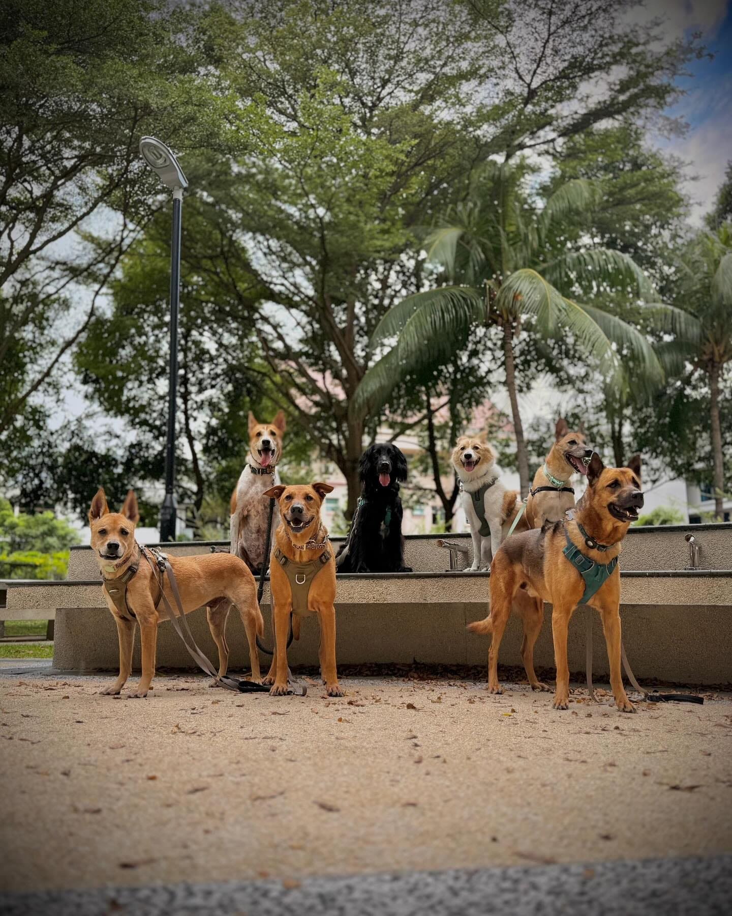 Doggie Retreat4