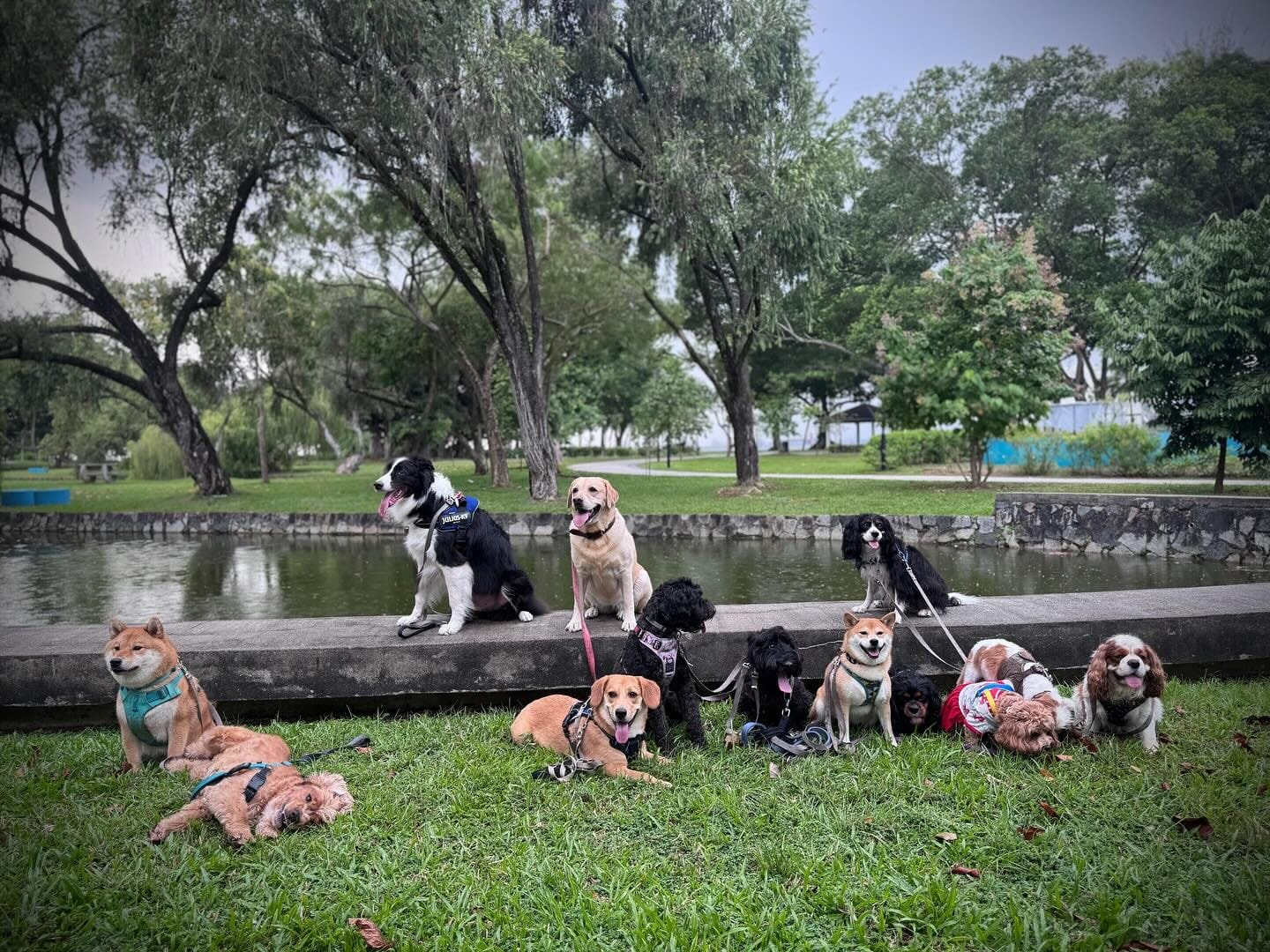 Doggie Retreat5